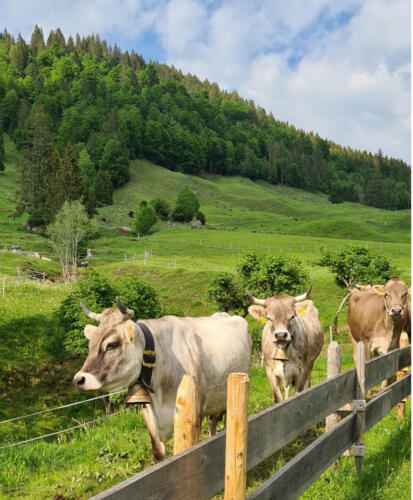 unsere Kühe